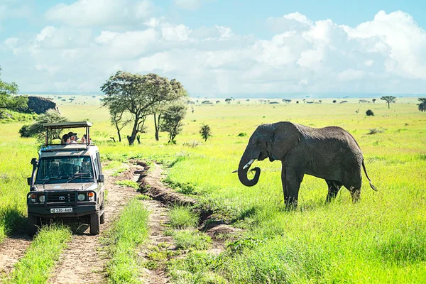 Tanzanya, Serengeti Ulusal Parkı - 3 Ocak 2020: Afrika vahşi yaşam safarisinde turistler.