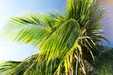 Hindistan cevizi palmiyeleri güzel tropikal arka plan. Yaz konsepti.