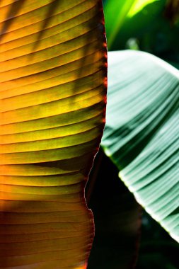 Tropik muz yaprağı dokusu, güneş ışığı arka planında geniş palmiye yaprakları..
