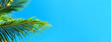 Hindistan cevizi palmiyeleri güzel tropikal arka plan. Yaz konsepti.