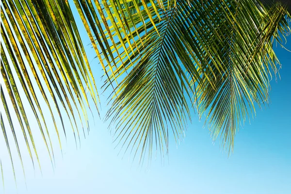 Palmeras de coco hermoso fondo tropical. Concepto de verano . —  Fotos de Stock