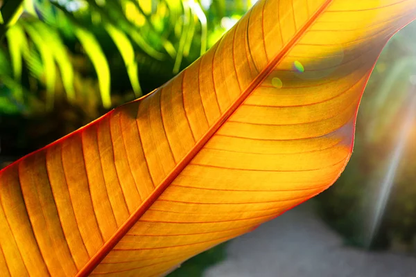Тропическая текстура листьев, большое пальмовое дерево . — стоковое фото