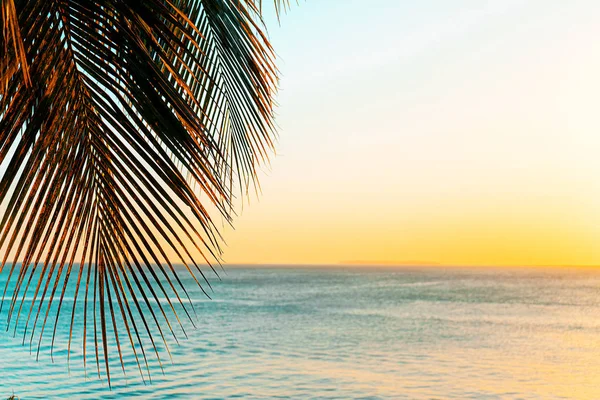 Hindistan cevizi palmiyeleri gün batımında sahilde. — Stok fotoğraf