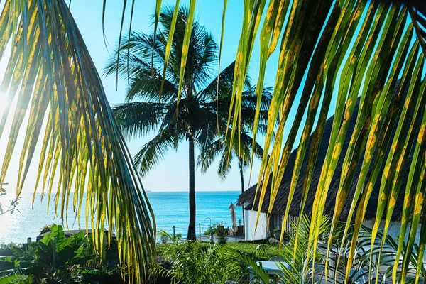 Palmy kokosowe piękne tropikalne tło. Koncepcja letnia. — Zdjęcie stockowe