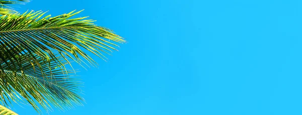 Coco palmeiras belo fundo tropical. Conceito de verão . — Fotografia de Stock