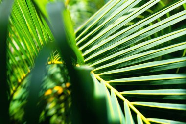 Hindistan cevizi palmiyeleri güzel tropikal arka plan. Yaz konsepti.