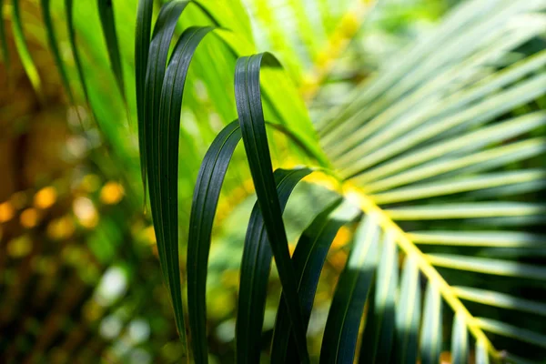 Kokosnoot palmbomen prachtige tropische achtergrond. Zomer concept. — Stockfoto