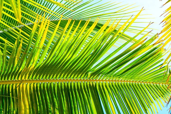 Coconut palm trees beautiful tropical background. Summer concept.