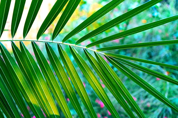 Кокосовые пальмы красивый тропический фон. Летняя концепция . — стоковое фото