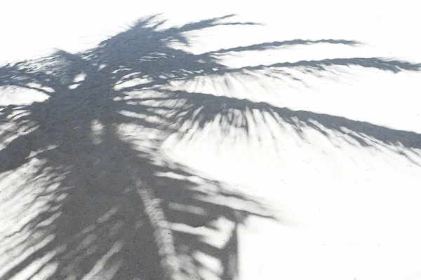 Ombres de feuilles de palmier sur un sable blanc sur une plage tropicale. — Photo