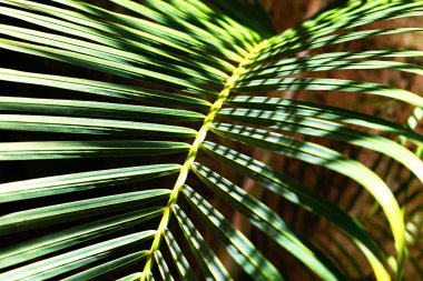 Hindistan cevizi palmiyeleri güzel tropikal arkaplan.