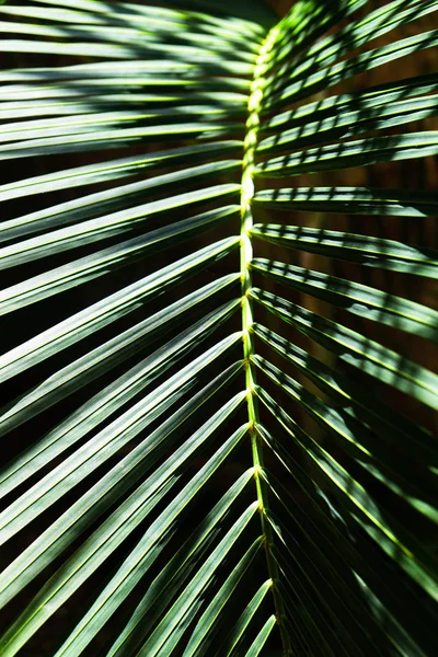 Kokosnoot palmbomen mooie tropische achtergrond. — Stockfoto