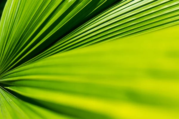 Close up mooie tropische kokosnoot palmblad achtergrond. — Stockfoto