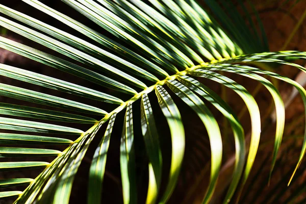 Кокосовые пальмы красивый тропический фон . — стоковое фото