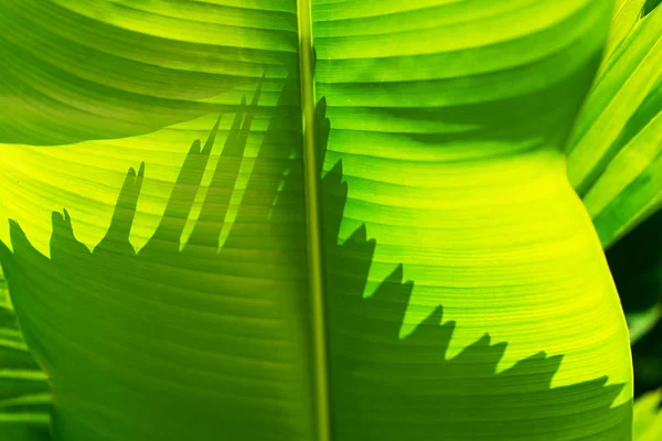 Закрыть красивые тропические листья пальмы фона . — стоковое фото