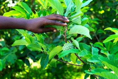 Afrikalı genç adam tropikal yaz arka planında egzotik bitki tutuyor..