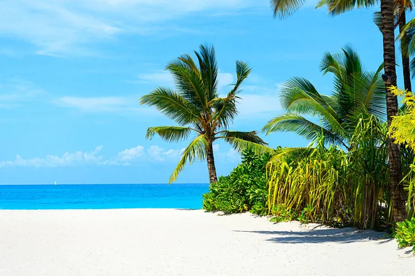 Maldivler 'deki kumlu sahilde güneşli güzel bir günün panoramik manzarası.