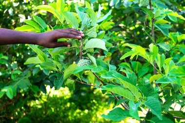 Afrikalı genç adam tropikal yaz arka planında egzotik bitki tutuyor..