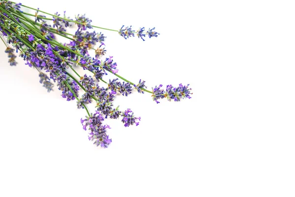 Flores de lavanda isoladas sobre fundo branco. Beleza, clínica médica, conceito de spa . — Fotografia de Stock