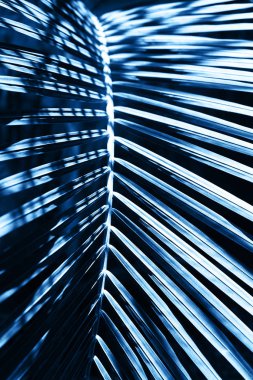 Renkli klasik mavi arkaplanda tropikal palmiye yaprağı.