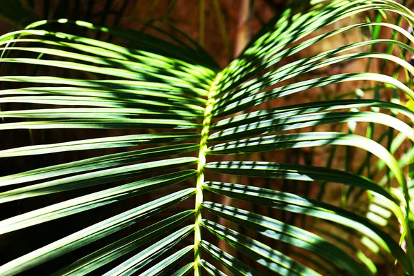 Кокосовые пальмы красивый тропический фон . — стоковое фото