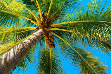 Hindistan cevizi palmiyeleri güzel tropikal arkaplan.