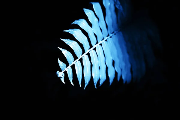 Натуральний візерунок папороті. Тропічний класичний фон синього кольору листя папороті . — стокове фото