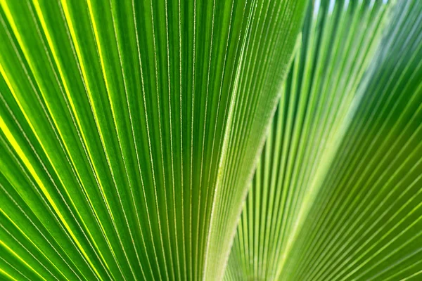 Полоска зеленого пальмового листа. Абстрактная тропическая текстура . — стоковое фото