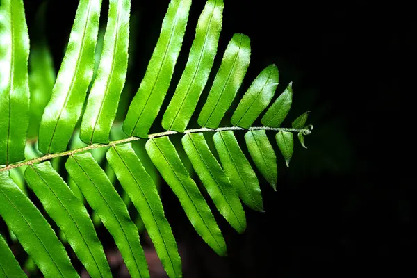 Padrão natural de samambaia. Tropical verde samambaia folhas fundo. — Fotografia de Stock