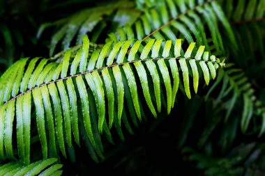 Natural fern pattern. Tropical green fern leaves background. clipart