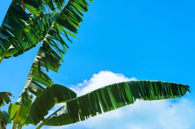 Tropik muz yaprağı dokusu, güneş ışığı arka planında geniş palmiye yaprakları.