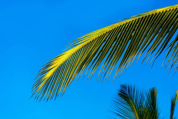 Palmeiras de coco em belo fundo tropical . — Fotografia de Stock