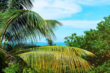 Güzel tropikal arka planda hindistan cevizi palmiyeleri.