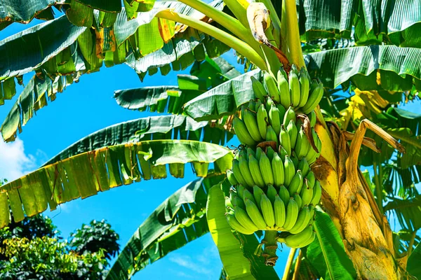 Tropical banana leaf texture, large palm foliage on sunlight background