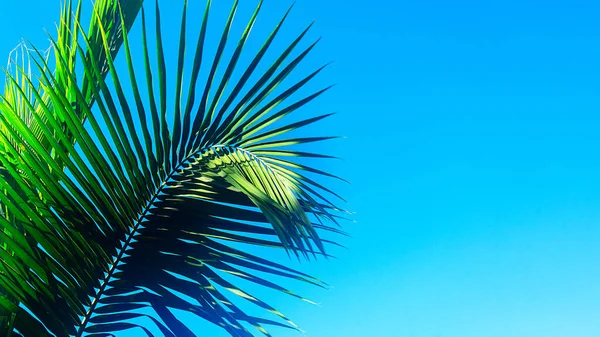 Kokospalmen vor schönem tropischen Hintergrund. — Stockfoto