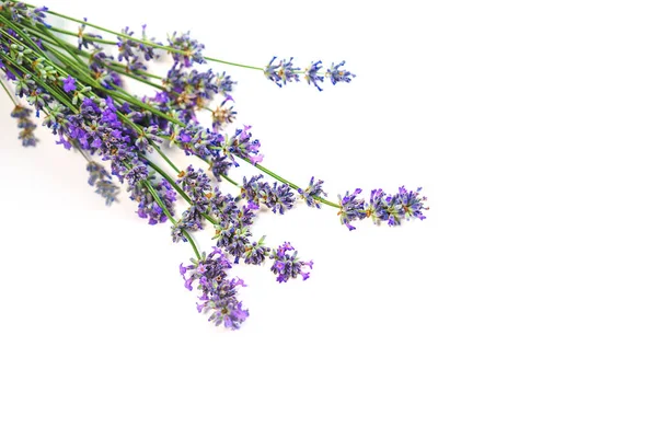 Lavendelbloemen geïsoleerd op witte achtergrond. Schoonheid, medische kliniek, spa concept. — Stockfoto