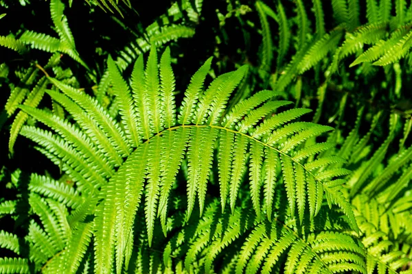 天然蕨类植物图案。热带绿蕨叶背景. — 图库照片