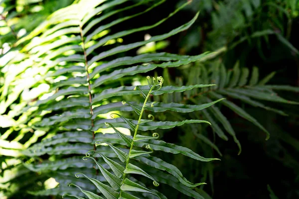 Padrão natural de samambaia. Tropical verde samambaia folhas fundo. — Fotografia de Stock