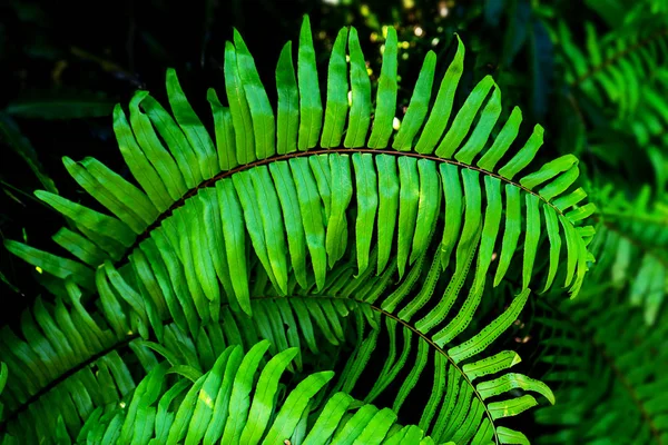 Padrão natural de samambaia. Tropical verde samambaia folhas fundo. — Fotografia de Stock