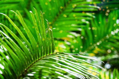 Doğal eğrelti otu deseni. Tropik yeşil eğreltiotu yaprakları.