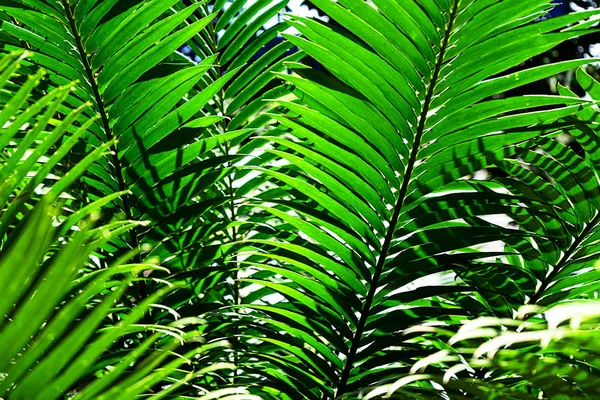 Doğal eğrelti otu deseni. Tropik yeşil eğreltiotu yaprakları. — Stok fotoğraf