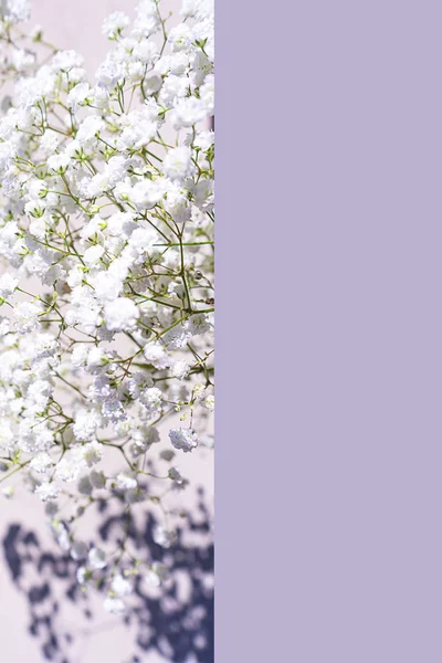 ช่อดอกไม้ที่สวยงามของดอกไม้สีขาวที่มีเงาบนพื้นหลังสีม่วงสีเทาสีพาสเทล . — ภาพถ่ายสต็อก