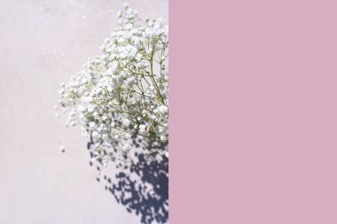 Pastel gri beton arka planda gölgeli güzel beyaz çiçekler..