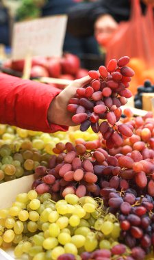 Female choosing the best grape at the green market or farmers market.