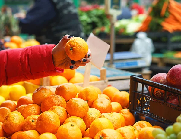 Female choosing the best orange at the green market or farmers market. — Stock fotografie