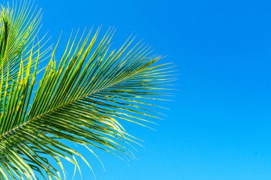 Hindistan cevizi palmiyesi çok güzel tropikal arka plan bırakır. Tatil kavramı.