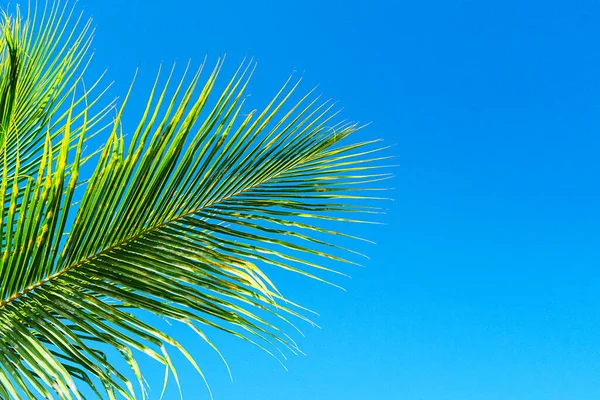 Kokospalmen hinterlassen einen wunderschönen tropischen Hintergrund. Urlaubskonzept. — Stockfoto
