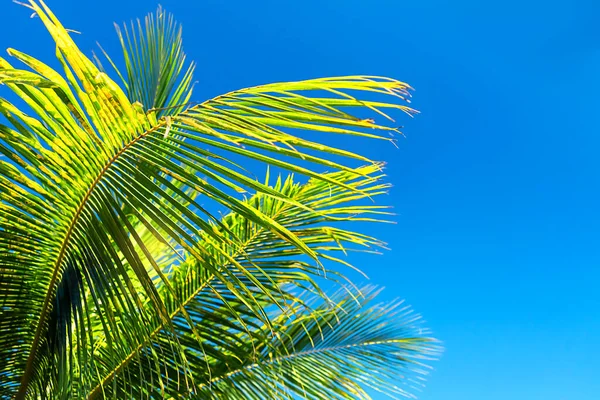 Кокосовая пальма оставляет красивый тропический фон. Концепция праздника . — стоковое фото