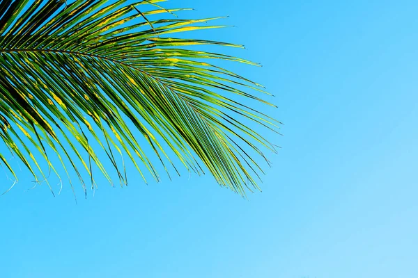 Kokospalmen hinterlassen einen wunderschönen tropischen Hintergrund. Urlaubskonzept. — Stockfoto