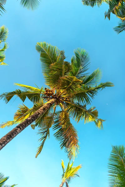 Palmeras de coco hermoso fondo tropical. Concepto de vacaciones . — Foto de Stock